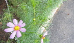 草麻豆,探寻古老植物的神奇功效与养生之道